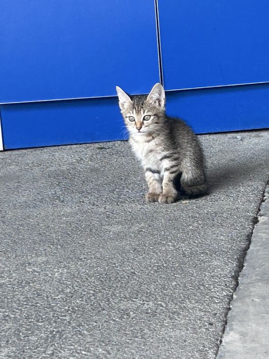 Отдам котят есть 5 котят