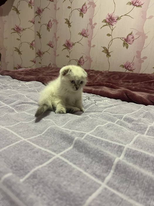 Ginekologlar nima qiladi (foto)