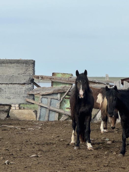 Айғыр жасы 7де  оте жаксы