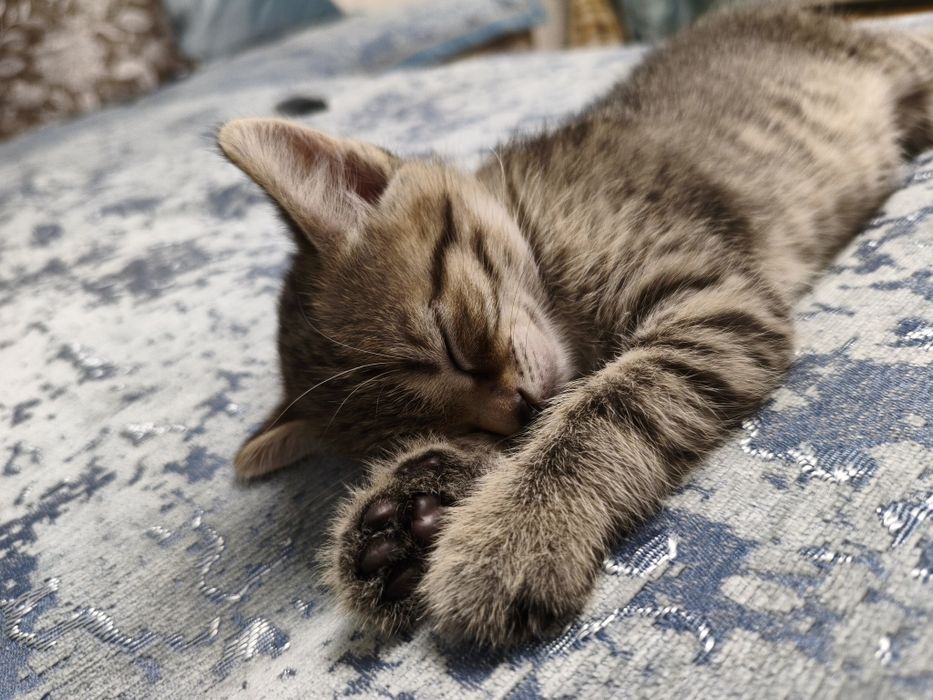 маленький котенок