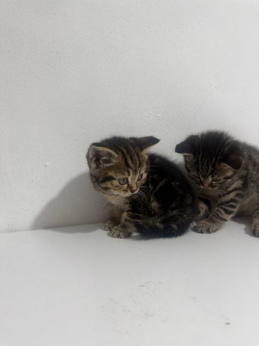 Британские котята
