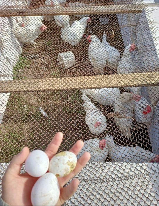 Продам несушек курей белых