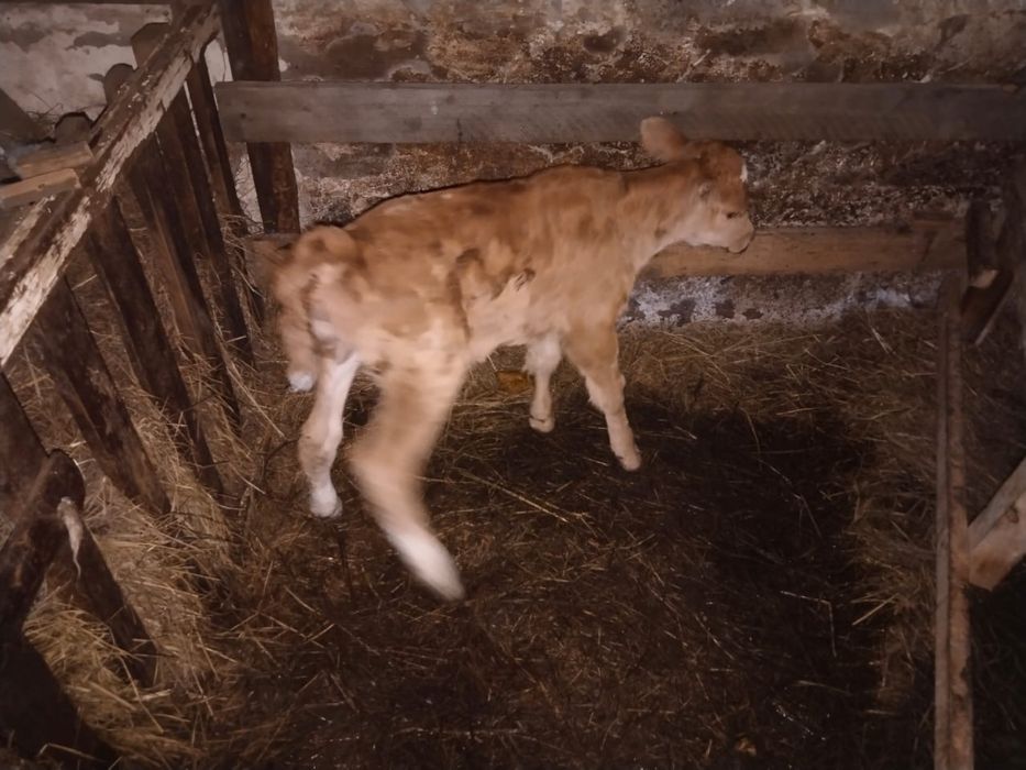 Продам корову с теленком