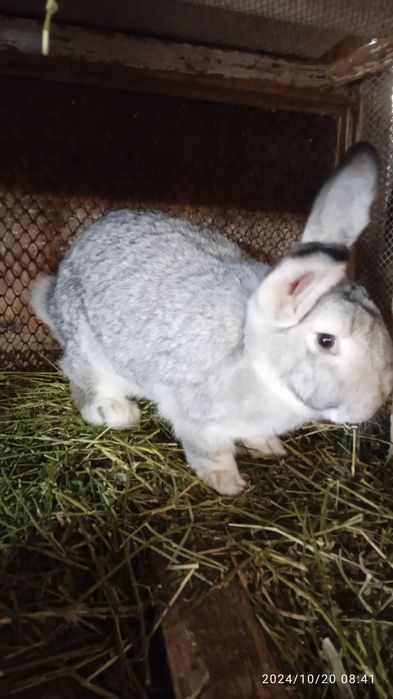 Прадам.кралов рабочих и пародистых