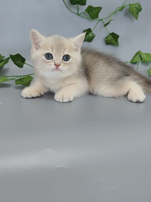 Шиншилла золотая девочка 4 мес