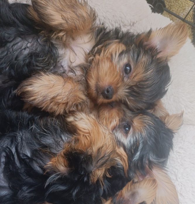 Йоркширский терьер