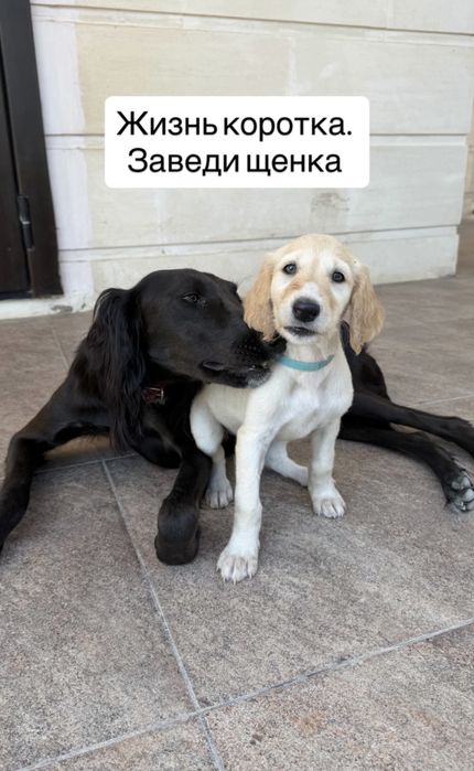 Щенки Тазы с отличной родословной