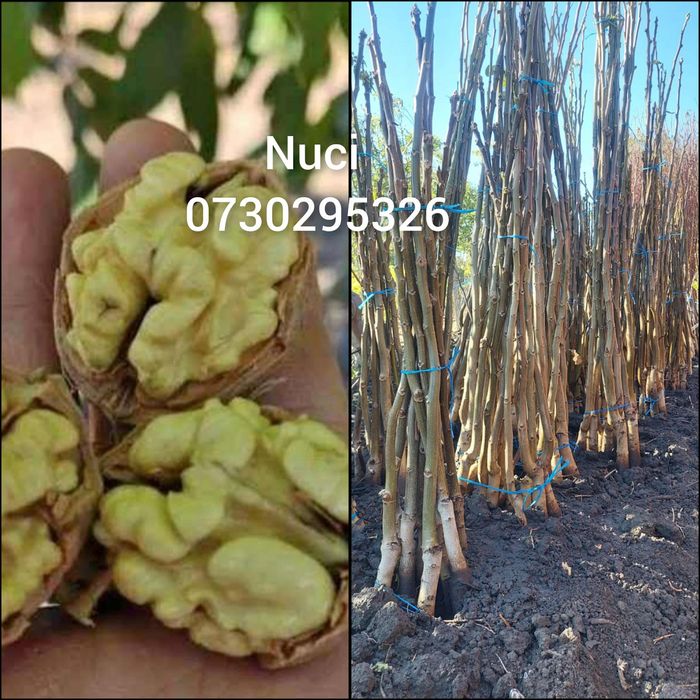 Pomi fructiferi COLUMNARI Anul 3 de vegetație direct de la PRODUCĂTOR