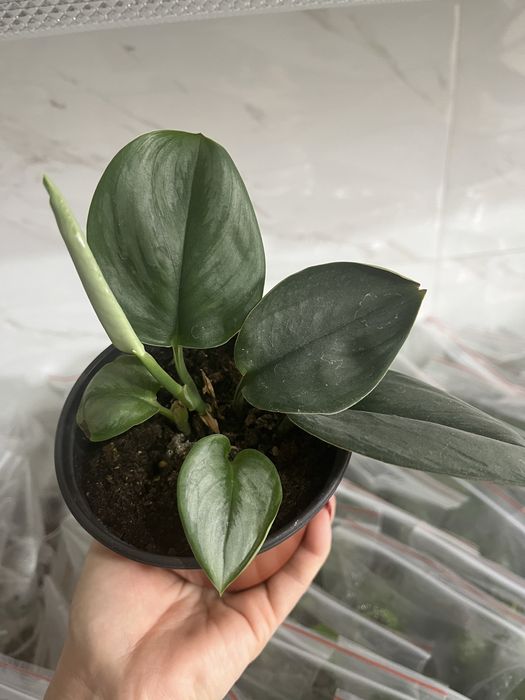 Комнатные растения