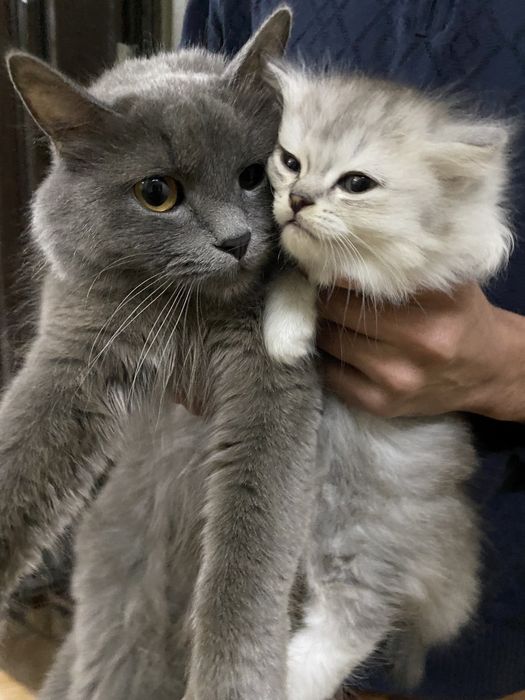 Кошки пародистые