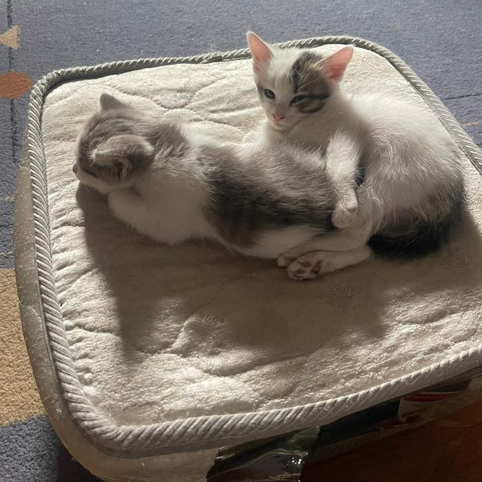Отдам даром котят