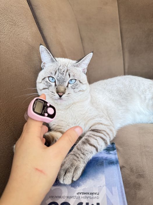 Siam mushuk sotiladi