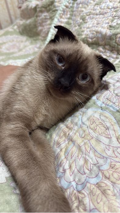 Ищем кошечку для нашего кота