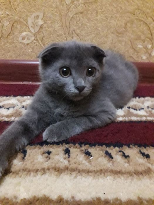 Продаётся Вислоухий Котёнок