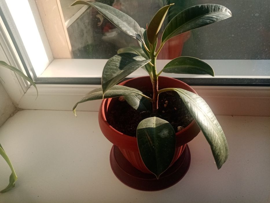 Продам фикус домашний