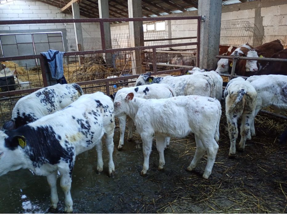 Vand 30 vitei Belgieni si Baltati