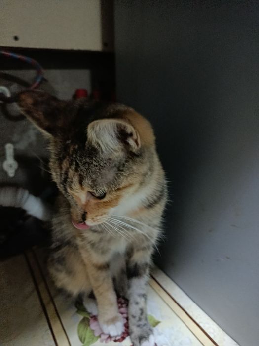 Mushuk Hadiya  parodali