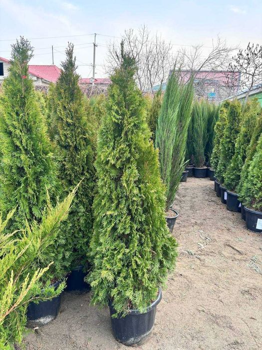 ВСЕ ВИДЫ! Туя премиум класса