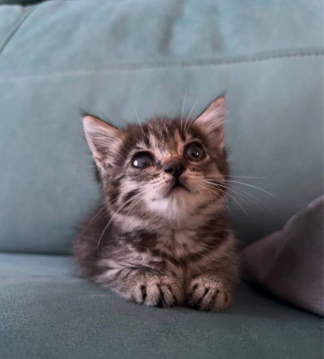 Котенок пиратка