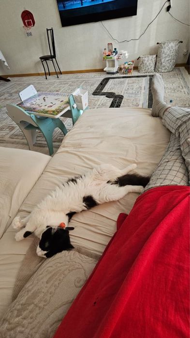 Отдам кошечку в добрейшие руки