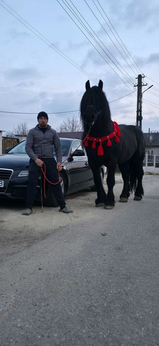 Armasar de 6 ani