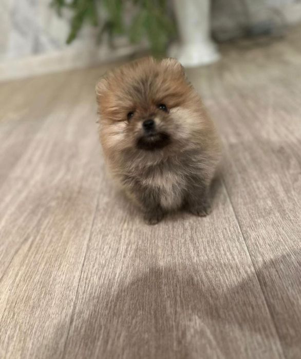 Щпицы продажа девочки и мальчики