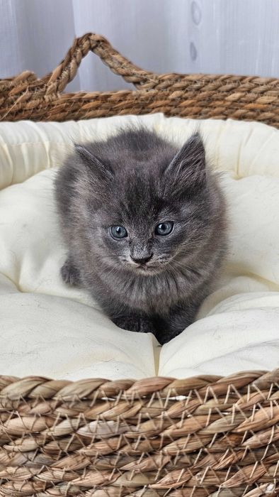 Pui Nebelung ,gri superb