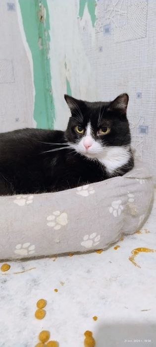 Принц ищет дом!!!