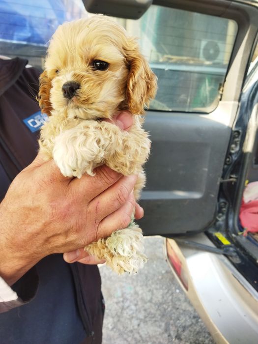 Продам мини кокер спаниель