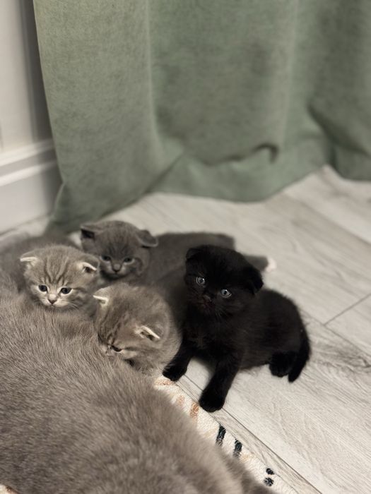 Продам черного вислоухого шотландского котенка