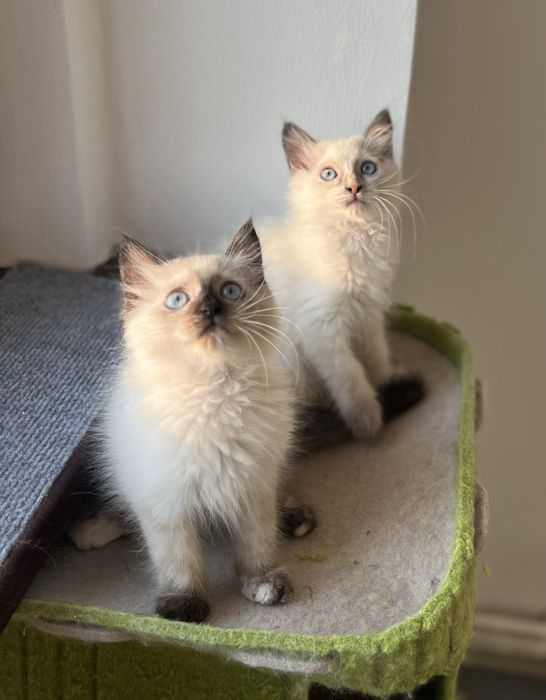 Puiuț Ragdoll minunat