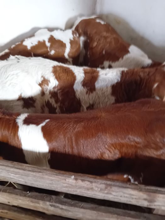 Taurasi si vitele baltati