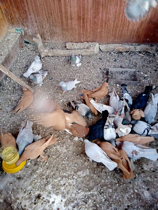 Голуби разные 7 шт:2,500