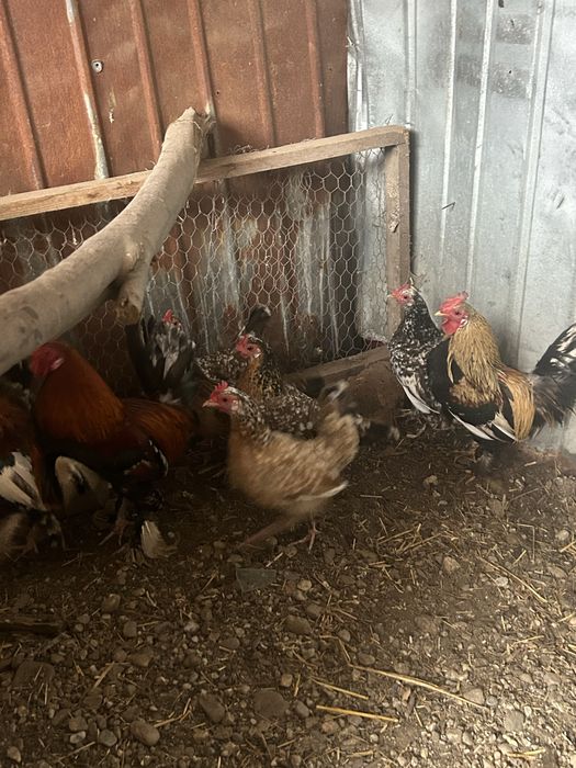 Gaini pitici si cocosi