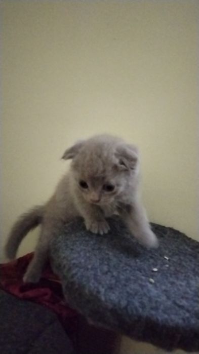 Продаётся шотланская вислоухая кошка или скоттиш фолд