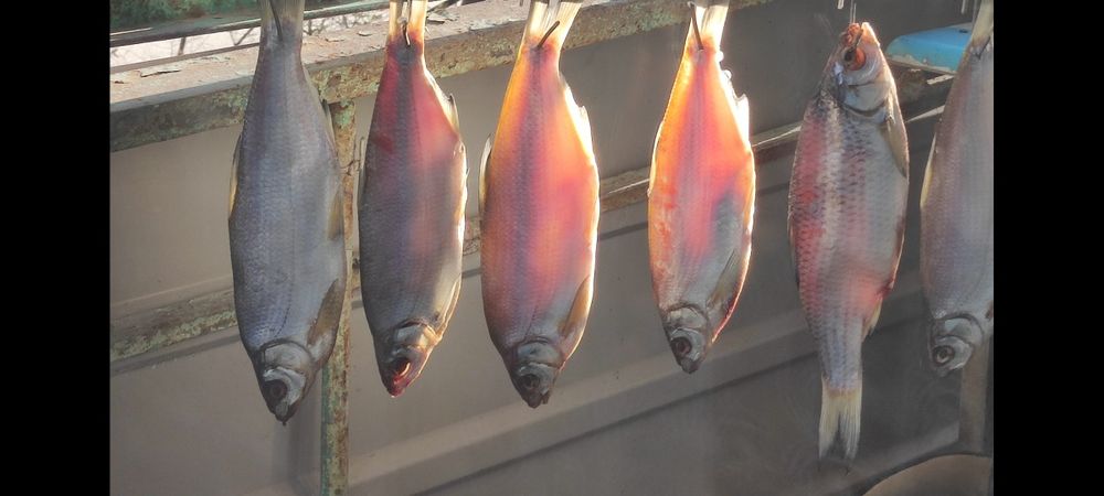 Рыбец вяленый жирный