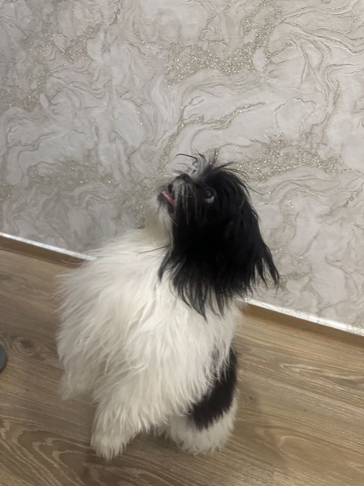 В продаже Щенок породы Ши-тцу, мальчик