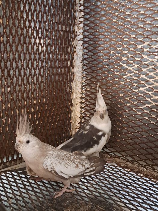 Pereche nimfe mature