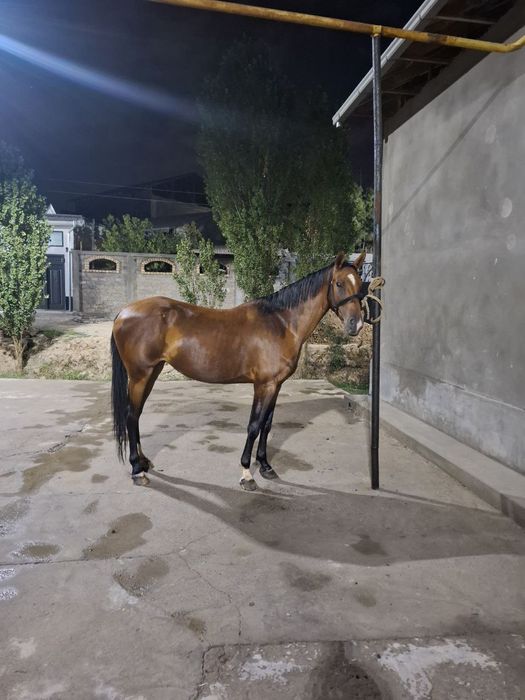 Ot sotiladi yoshi 4 da