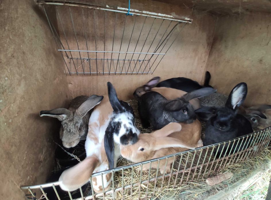 Super oferta : cei mai  buni iepuri la cele mai bune preturi