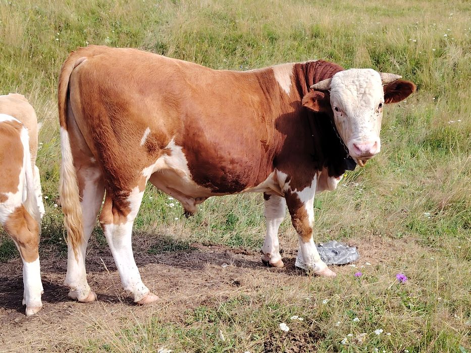 Vand taur de 2 ani