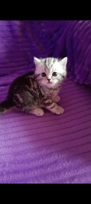 Открыта бронь на котят страйтов.