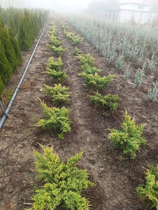 Catalpa,Magnoli Grandiflora Platani etc