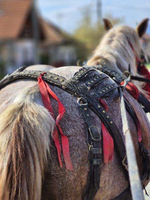 Vând iapă semi-grea