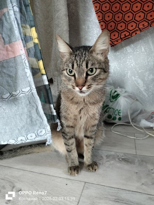 Котик в добрые ручки