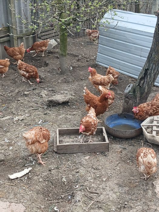 Gaini de oua                   .