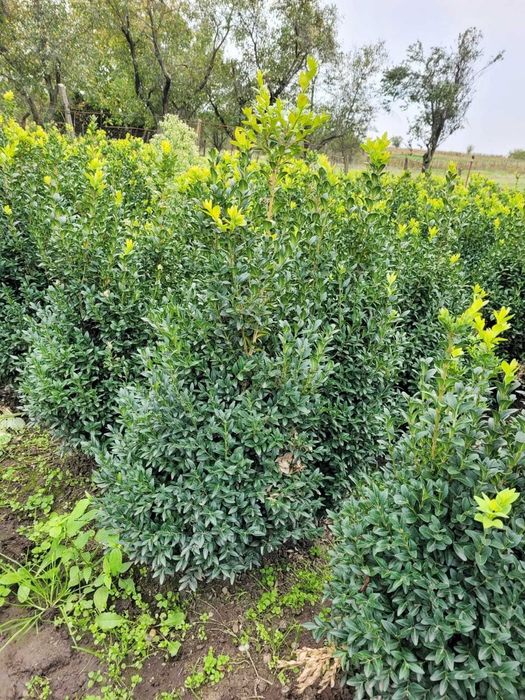 Tuia smaragd si gard viu