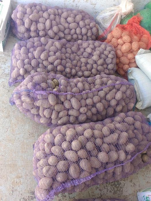 Картошка средняя семенная