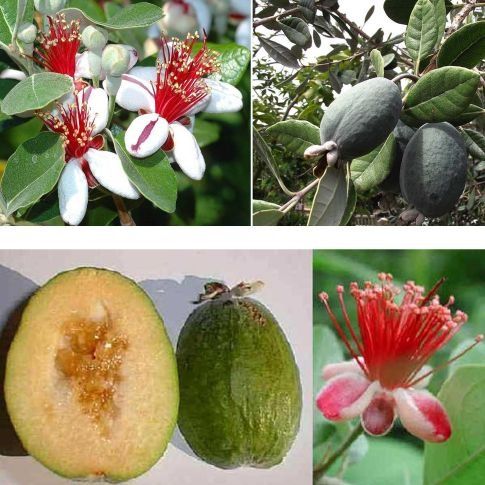 Ананасова гуава (Фейхоа)