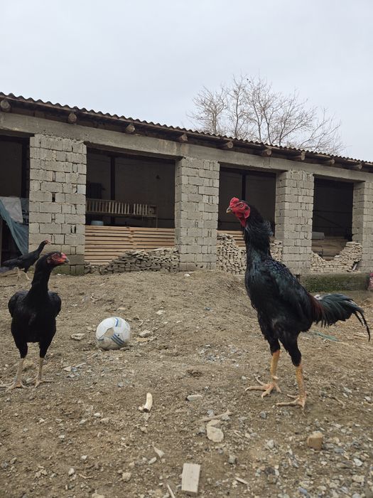 Шу хуроз ва  товукларни "тухуми" сотилади